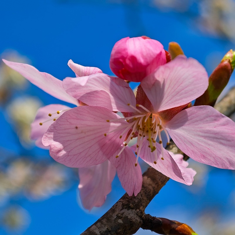 8 櫻花或簇擁成一團，或爬滿樹枝，或三五朵獨秀一枝，各美其美..jpg