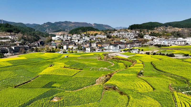 连片油菜花田。