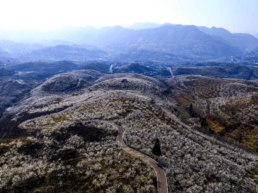 陶營村的3萬余畝櫻花綻放。羅大富攝