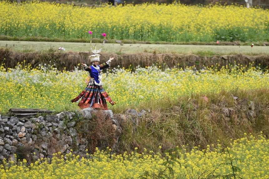 3月10日，游客在油菜花叢中游玩。凱尚宇攝