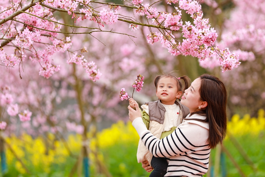 游客在辞兵洲樱花园里赏樱游玩。