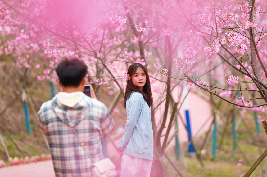 游客在櫻花樹下拍照留影。