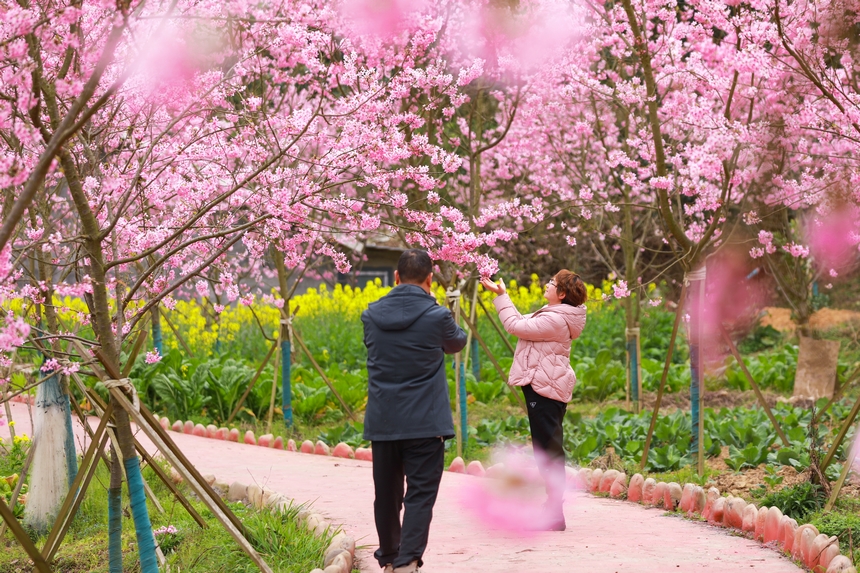 游客在櫻花樹下拍照留影。
