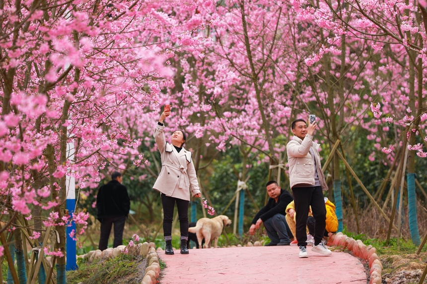 游客在樱花树下拍照留影。