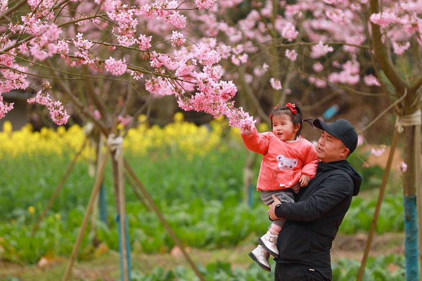 游客在辞兵洲樱花园里赏樱游玩。
