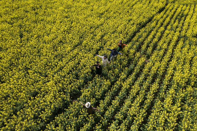 日，游客在黔西市洪水鎮解放村觀賞油菜花（無人機照片）。