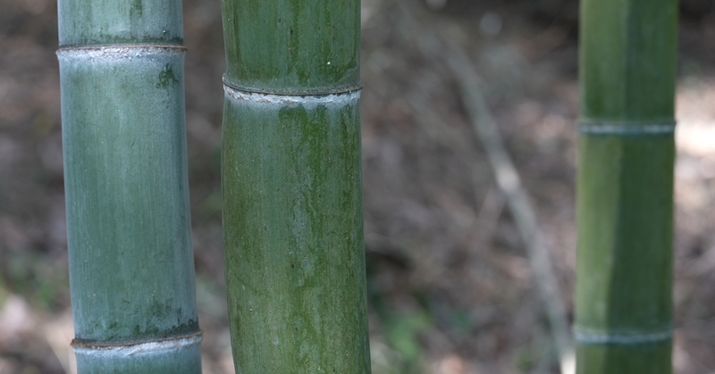 竹子长势。