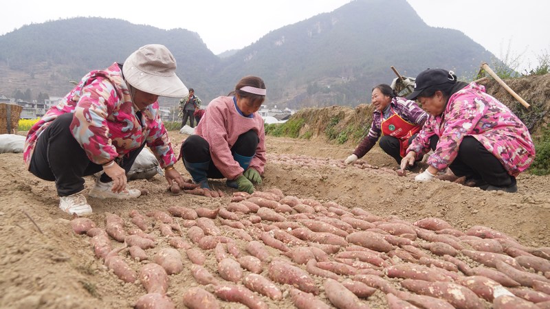 村民们在农技专家的指导下进行种薯育苗工作.JPG