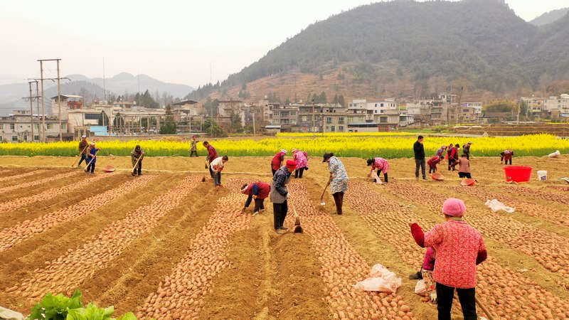  Along the river: seize the busy time of sweet potato seedling cultivation in farming Recently, in the county level sweet potato seedling base in Ganxi Town, Yanhe Autonomous County, large rotary tillers ploughed the soil back and forth. Under the guidance of agricultural experts, the villagers, with division of labor and cooperation, cooperated tacitly, and seized the agricultural time, carried out the work of planting sweet potatoes and seedling. It was a busy farming scene of spring planting, laying a good foundation for the county to improve the quality and efficiency of high-quality sweet potato planting this year.