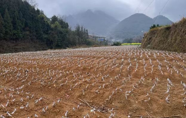 中界镇大龙村阿波苗木种植基地.jpg