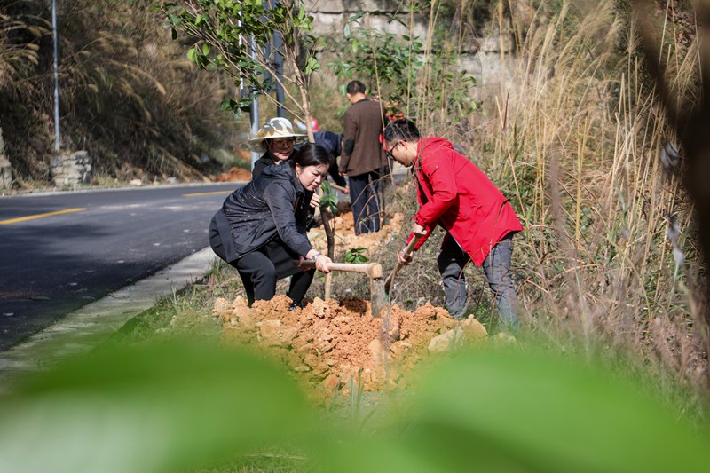 圖為干部職工在道路旁開展植樹活動