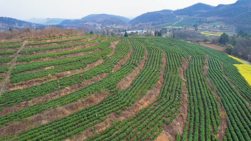 毕节市金沙县店民村茶叶基地。廖乾均摄