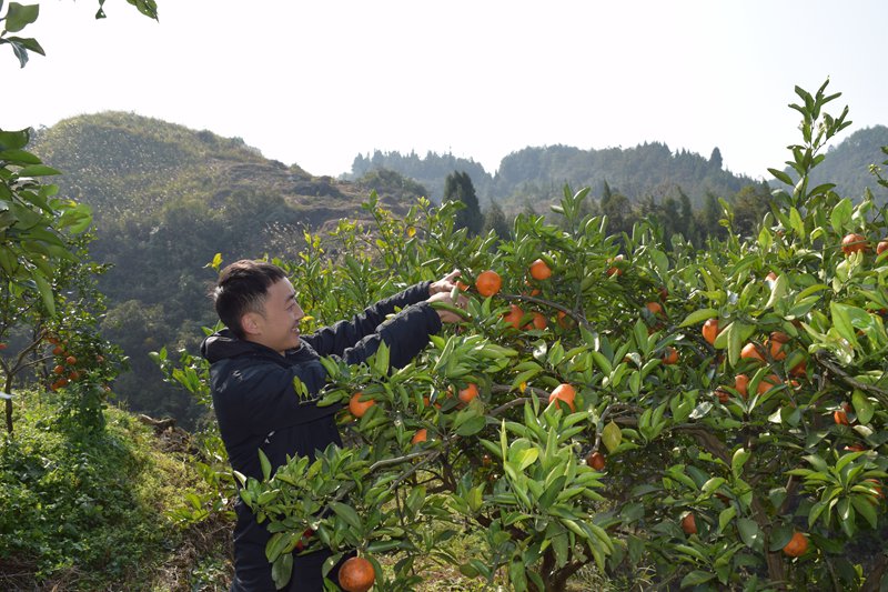 游客到果园采摘柑橘。