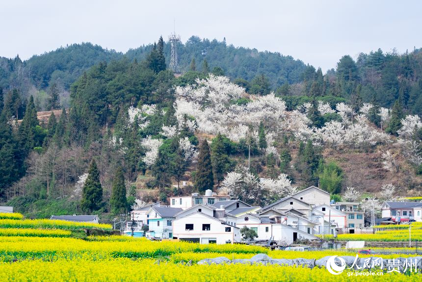 贵阳市观山湖区百花湖镇下麦城村盛开的油菜花。人民网记者 涂敏摄