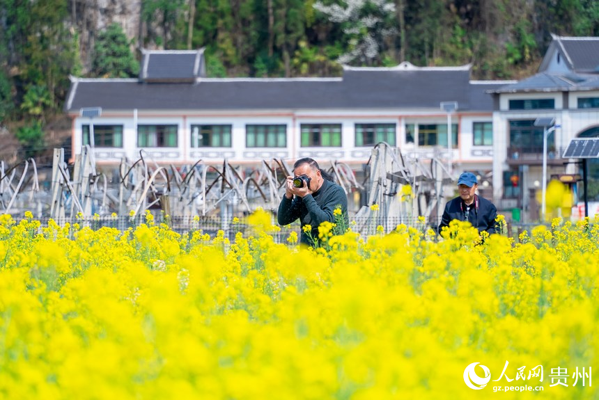 在油菜花中拍照的游客。人民网记者 涂敏摄