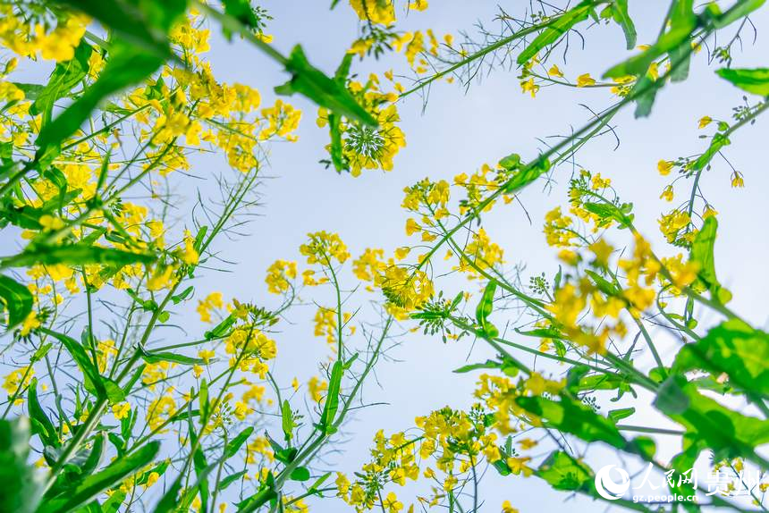 盛开的油菜花。人民网记者 涂敏摄