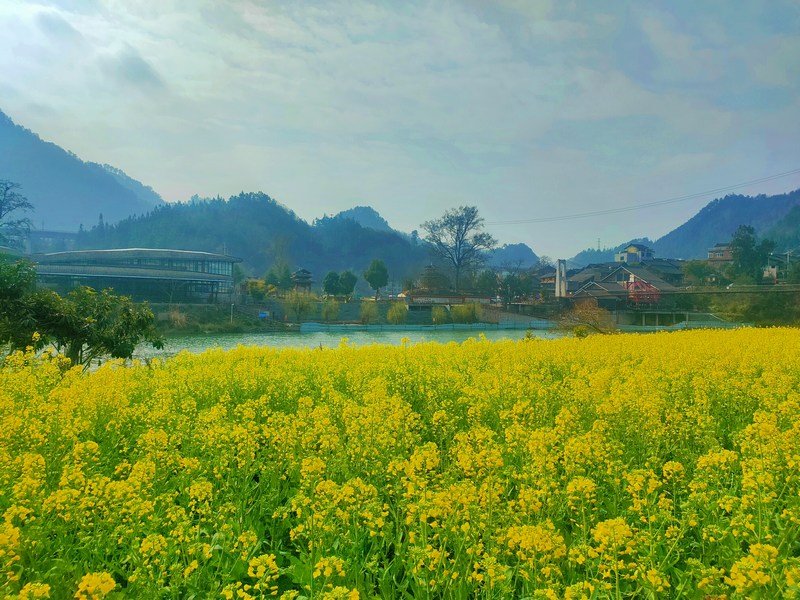 04 老屯乡长滩大坝油菜花田  熊庆来摄.jpg