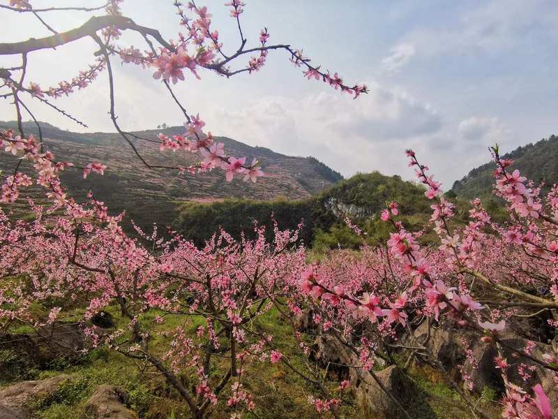 图为：竞相绽放的桃花（陈小琴 摄）.jpg