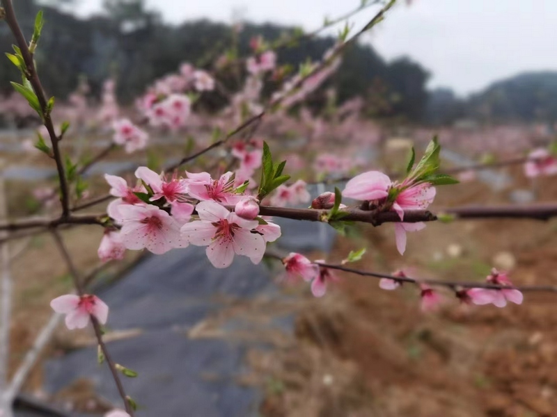 图为：迎风初绽的桃花（顾倩 摄）.jpg