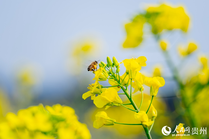 在油菜花中忙碌的蜜蜂。人民网记者 涂敏摄