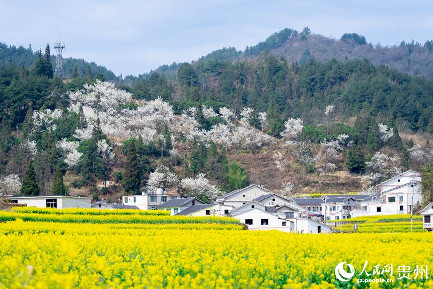 下麦城村盛开的油菜花。人民网记者 涂敏摄