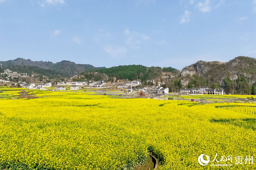 贵阳市观山湖区百花湖镇下麦城村盛开的油菜花。人民网记者 涂敏摄