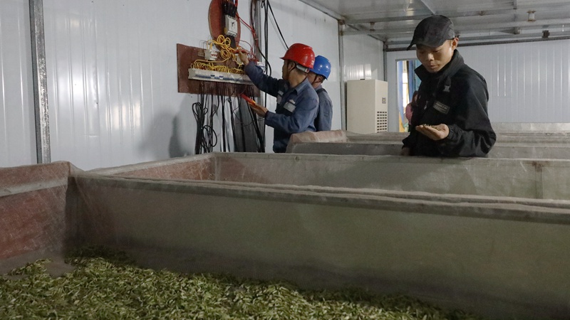 南方电网晴隆供电局春茶供电服务队为春茶生产车间的配电线路进行巡检服务（卢关文 摄） (4)