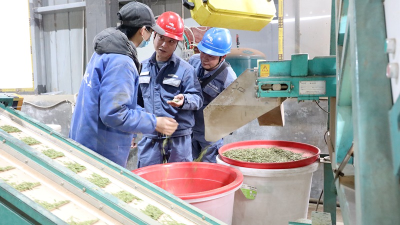 南方电网晴隆供电局春茶供电服务队走进春茶生产车间了解用电情况（卢关文 摄） (2)