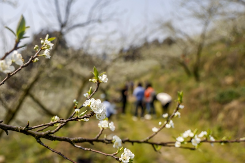 2024年3月12日，游客在贵州省黔南布依族苗族自治州罗甸县罗悃镇李子基地赏花、拍照。
