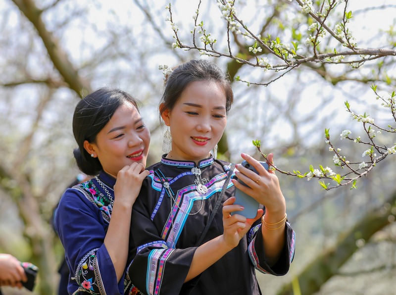 2024年3月12日，游客在贵州省黔南布依族苗族自治州罗甸县罗悃镇李子基地赏花、拍照。 