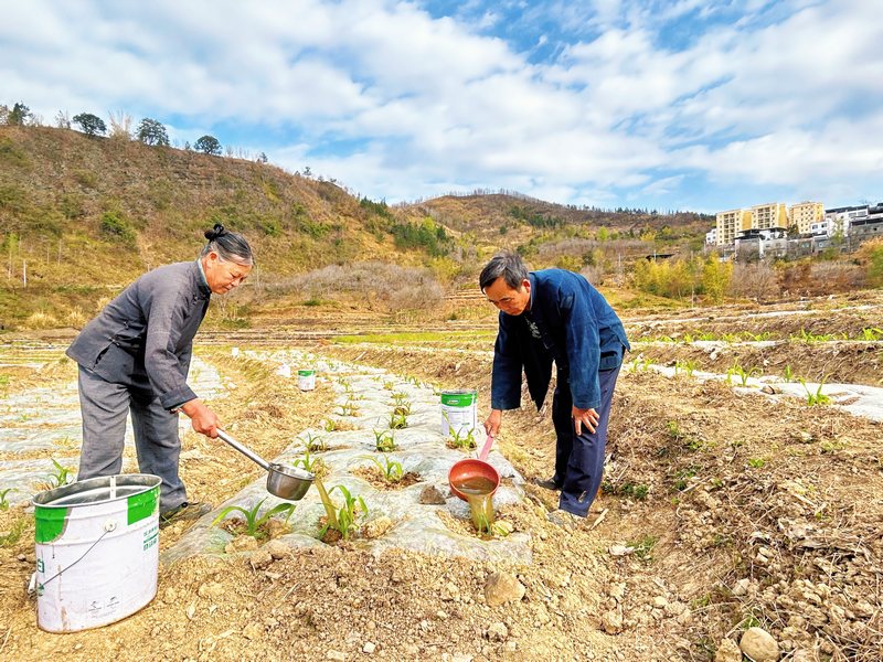 村民为玉米苗施肥。