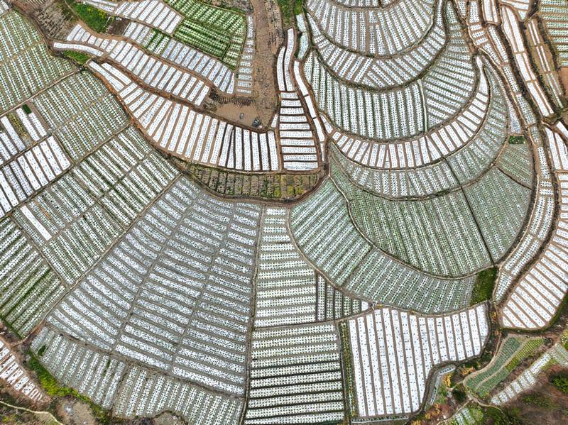 鳳亭村玉米種植壩區。