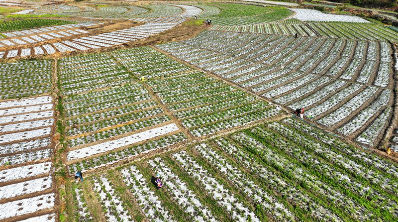 凤亭村玉米种植坝区一角。