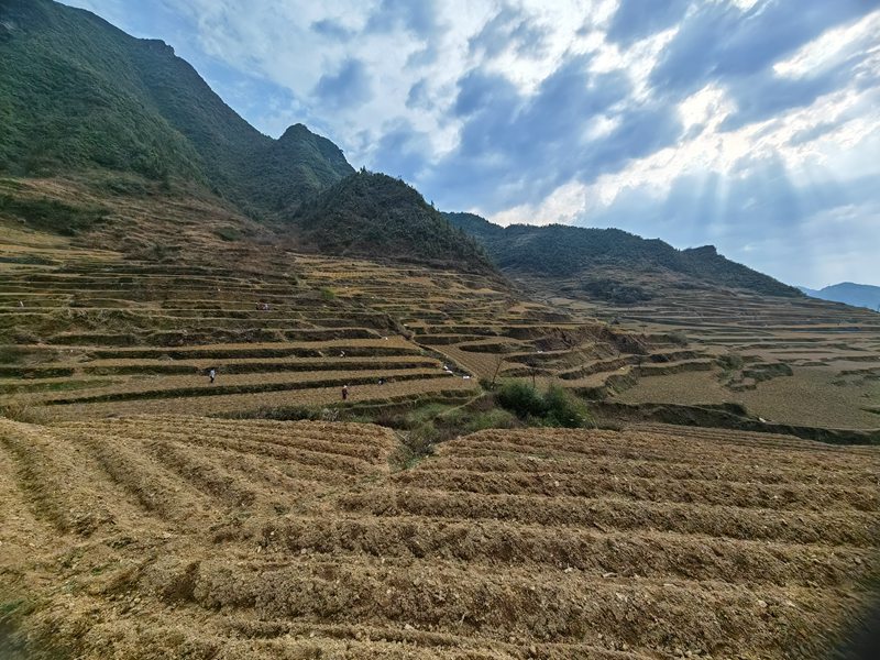 良村鎮茶園村烤煙種植基地.