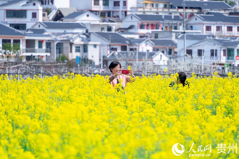 在油菜花中拍照的游客。人民網記者 涂敏攝