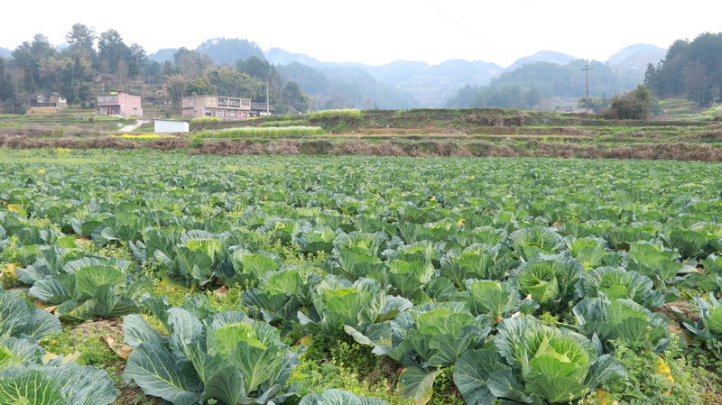 貴州一品紅農業開發有限公司蔬菜生產基地。