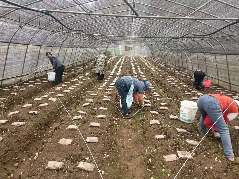 织金县阿弓镇羊肚菌喜获丰收。