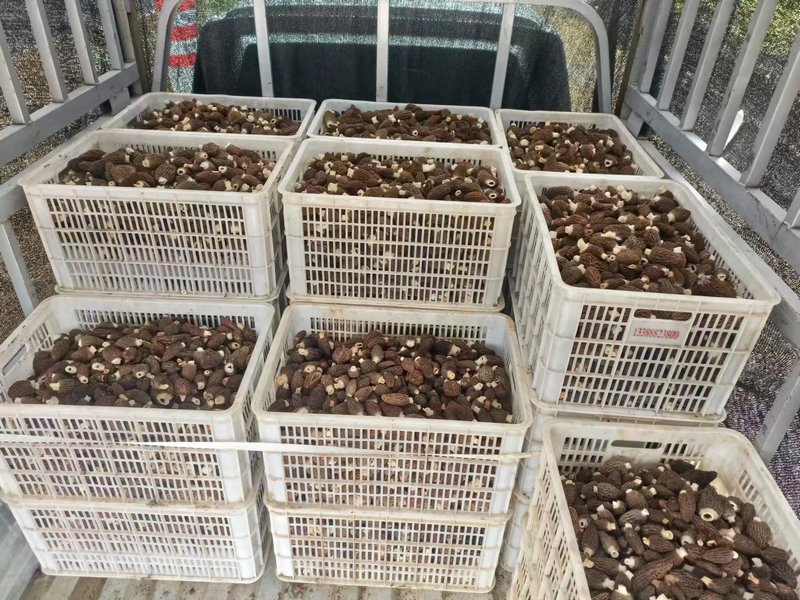 织金县阿弓镇羊肚菌喜获丰收。