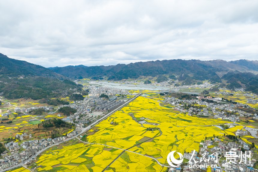 航拍貴州省金沙縣板橋社區的千畝油菜花。人民網記者 涂敏攝