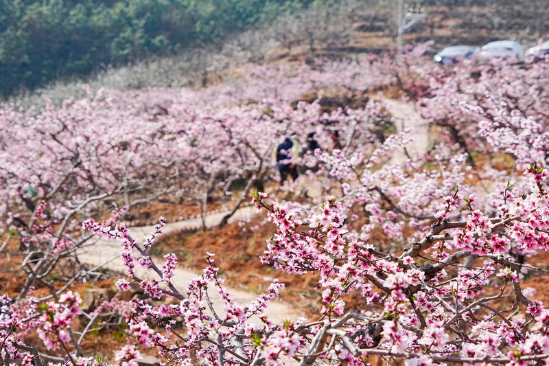 3月16日，在威宁自治县龙场镇千亩油桃基地内，粉红的油桃花竞相盛开。