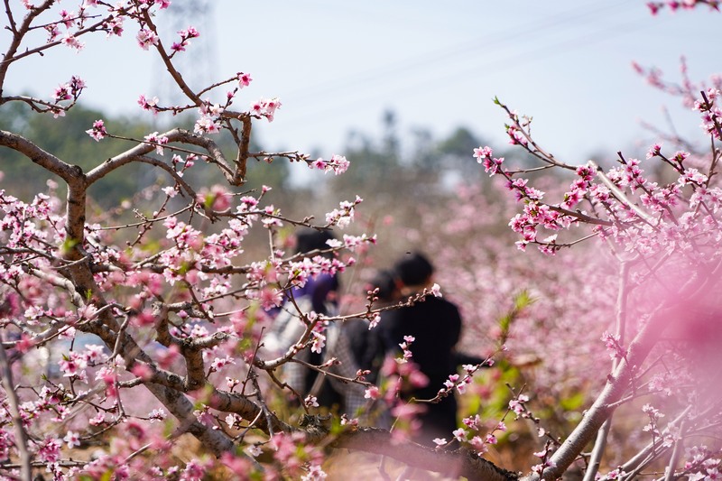 3月16日，在威宁自治县龙场镇千亩油桃基地内，粉红的油桃花竞相盛开，慕名而来的游客熙熙攘攘。