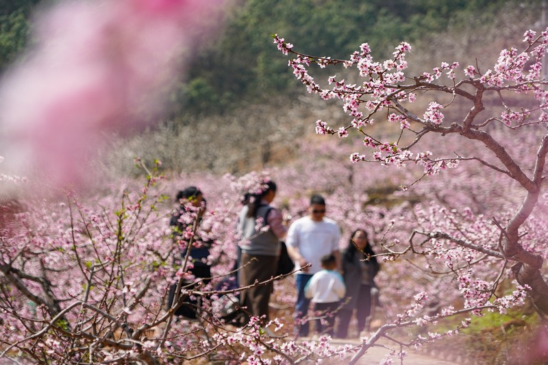 3月16日，在威宁自治县龙场镇千亩油桃基地内，粉红的油桃花竞相盛开，慕名而来的游客熙熙攘攘。