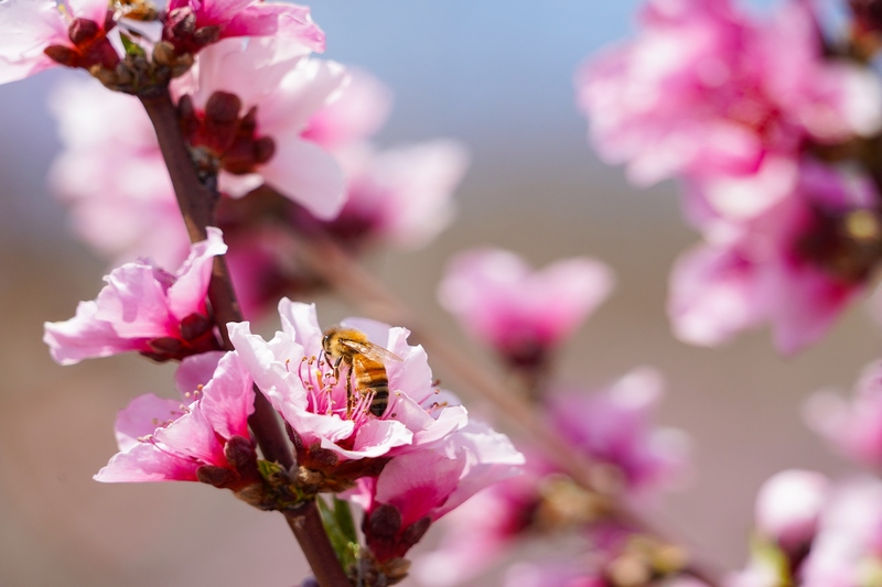 3月16日，在威宁自治县龙场镇千亩油桃基地内，粉红的油桃花竞相盛开，辛勤的蜜蜂闻香而来。