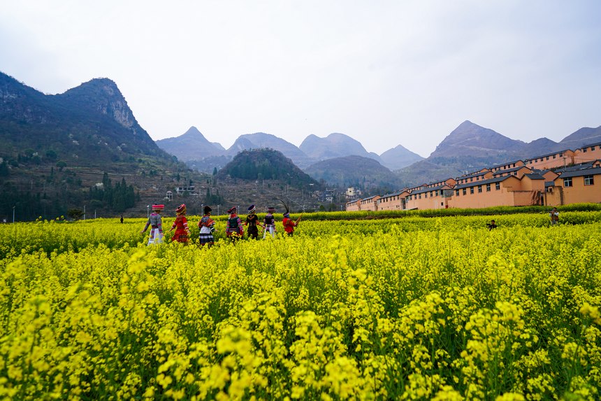 3月18日，摄影爱好者在水城区陡箐镇梅子关村油菜花地里拍摄。