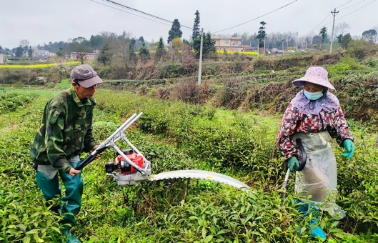 金沙：推廣機修機採茶葉 拓寬茶業增收路
