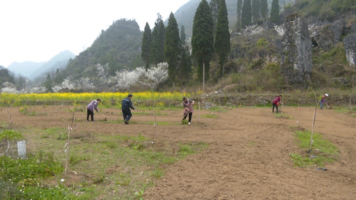 安顺经开区组织开展金刺梨春耕备耕工作。