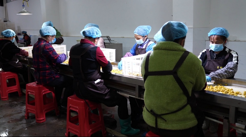 车间工人在流水线挑选板栗。