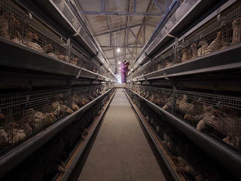 3月18日，华兴农牧发展有限公司蛋鸡养殖场内，标准化蛋鸡养殖笼架排列有序。罗静漪摄