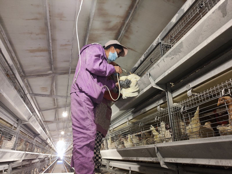 3月18日，华兴农牧发展有限公司蛋鸡养殖场内，饲养员杨云会给鸡苗进行防疫注射。罗静漪摄
