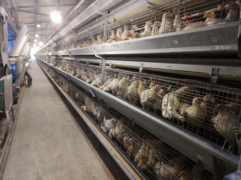 3月18日，华兴农牧发展有限公司蛋鸡养殖场内鸡舍一角。罗静漪摄